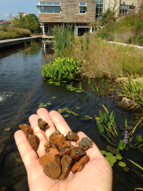 ESCS used in constructed wetlands, green roofs, and rain gardens at Phipps Conservatory